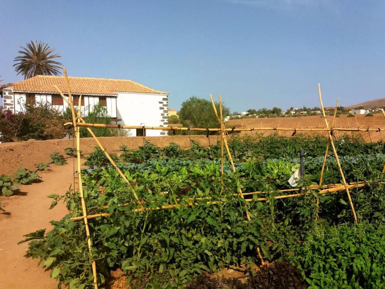 Rural Rugama Villa Puerto del Rosario  Eksteriør billede