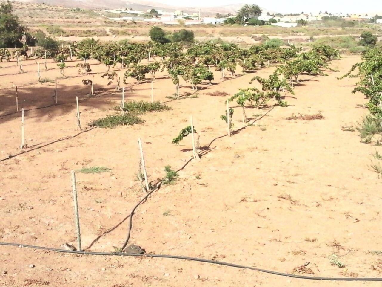 Rural Rugama Villa Puerto del Rosario  Eksteriør billede